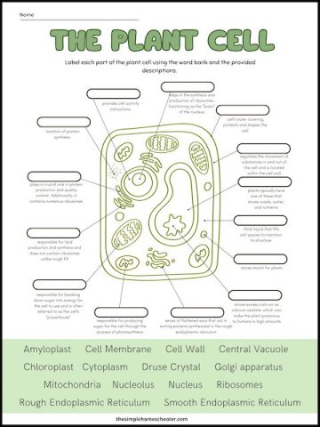 Free Plant Cell Worksheets With Answer Key! - The Simple Homeschooler