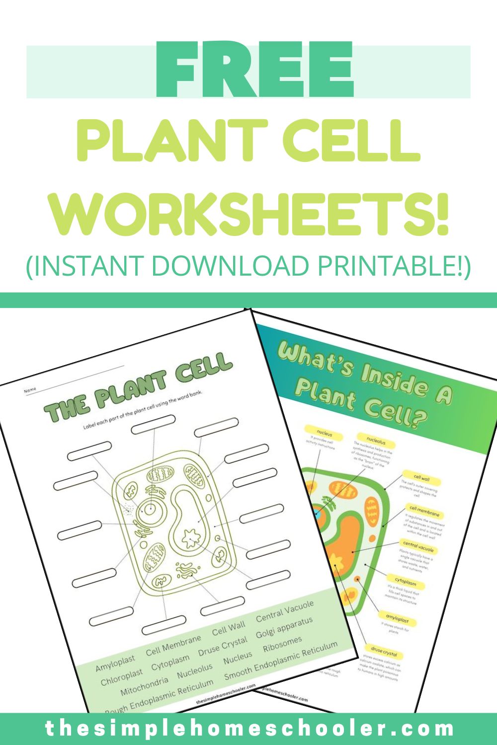 Plant Cell Worksheets Pin