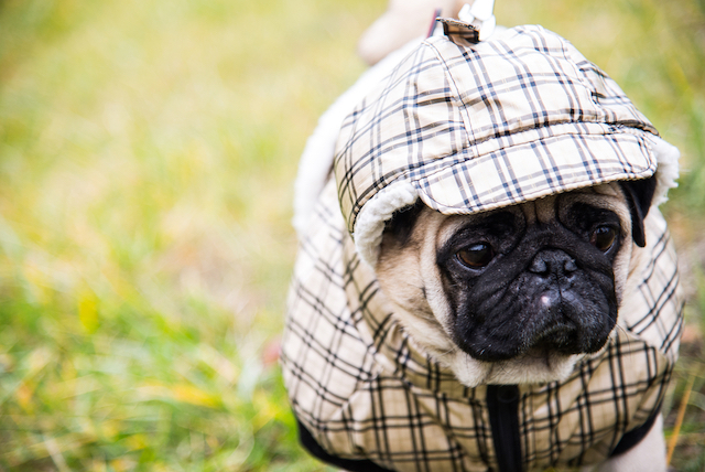 dog in raincoat image