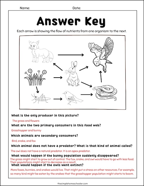 Ferocious Food Chain Worksheets: Free and Easy Print! - The Simple  Homeschooler